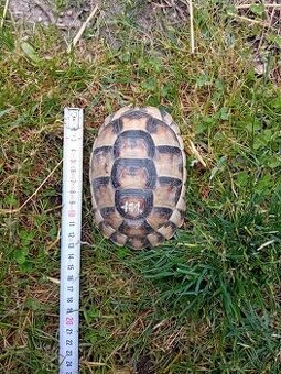 Korytnačka žltočierna / testudo marginata