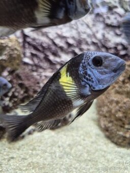 Tropheus dubois maswa