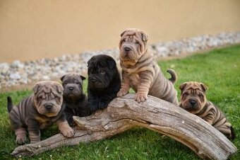Sharpei šarpej