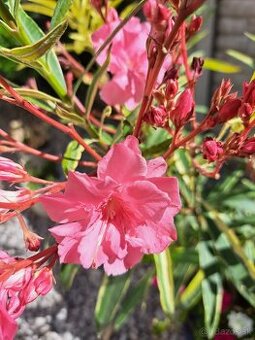 Panašovaný oleander, zakorenený odrezok, iba osobný odber BA