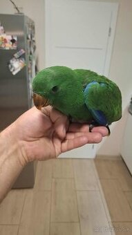 Eklektus rorathus polychloros krotky samček
