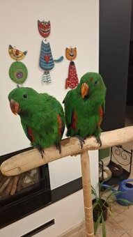 Eklektus rorathus polychloros krotky samček