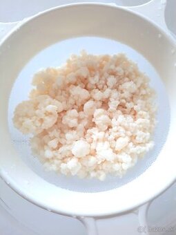 Tibetská kefírová huba / Tibetské kefírové zrno - DARUJEM