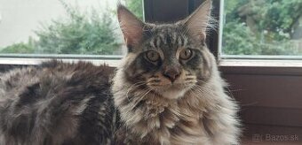 Mainska myvalia, Mainne coon,Mco