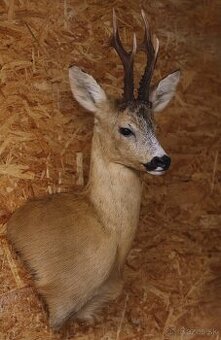 Trofej trofeje parohy parozie Srnec