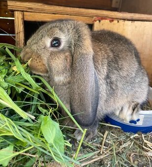 Zakrslý francúzsky baran