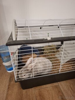 Domáci bytový králik