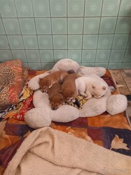 Predám shiba inu  narodené 13.10 2025