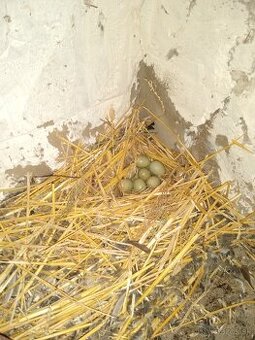 Predám prepelice čínske..