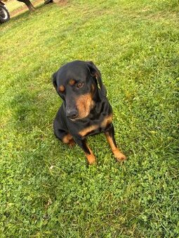 KRYTIE – Slovenský kopov (s PP)