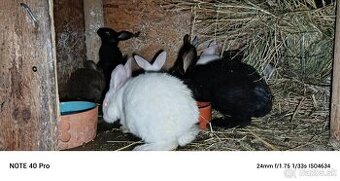 Predám burgunsky hylla český strakac