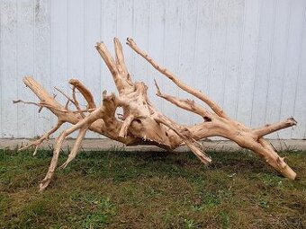 korpredam mohutny koren / samorast do akvaria