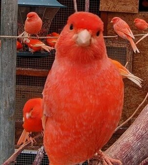 S76 odčervenie a ochrana vtáctva