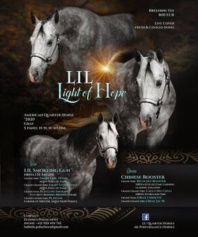 Pripúšťanie QH žrebcom