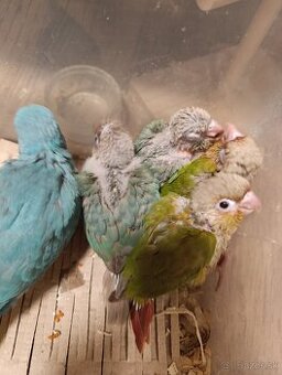 Ručne dokrmená pyrura