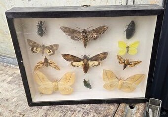 Zbierka motýľov,chrobákov