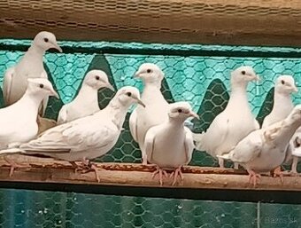Predám chichotavé hrdličky :