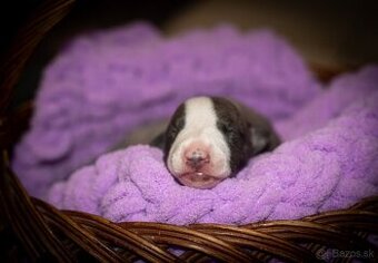 Whippet, vipet