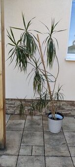Dracena