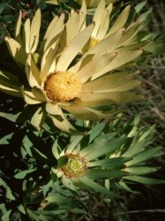 Leucadendron orientale