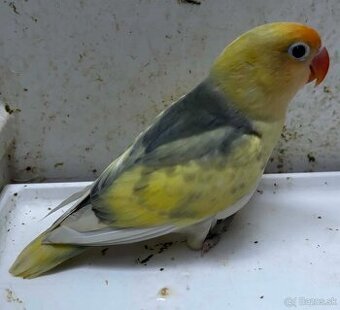Agapornis fischer