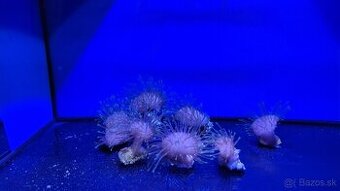 Morsky koral frag sarcophyton
