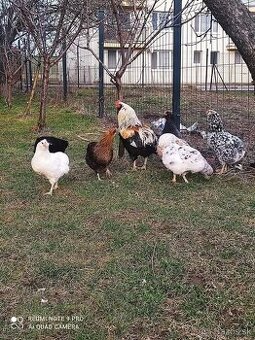 Araucana nasadove vajíčka