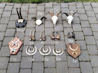 Trofeje, kamzík, muflon, diviak, kly, parožie