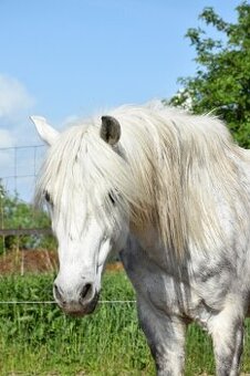 Športový pony