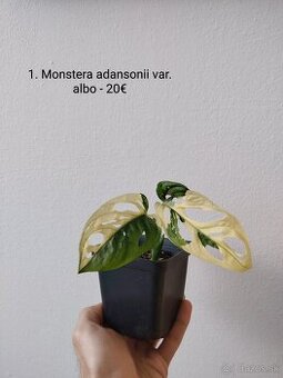 Monstera adansonii var. albo