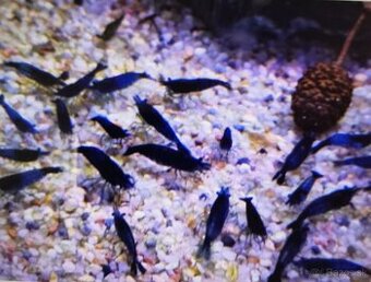 Predám krevetky Neocaridina