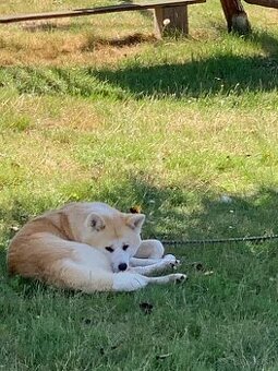 DARUJEM. 3 Akity Inu