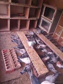 Darujem chovné postove holuby