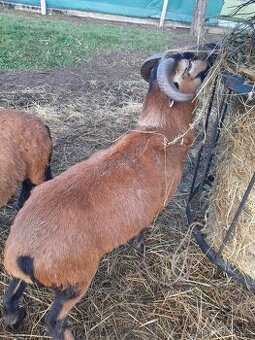 Predam kamerunskeho barana