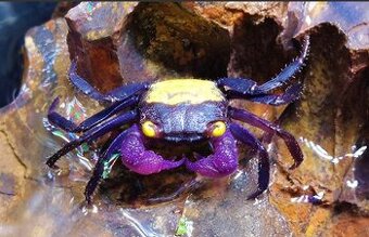 Krab Vampire - Geosesarma dennerle