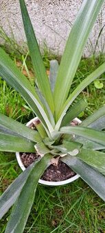 Ananásovník-Ananas comosus