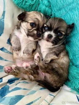 Šteniatka čivavy na adopciu.