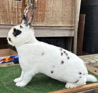 Dalmatínsky Rex čierno žltý - samica