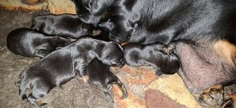 Predám  jazvečíky štandart