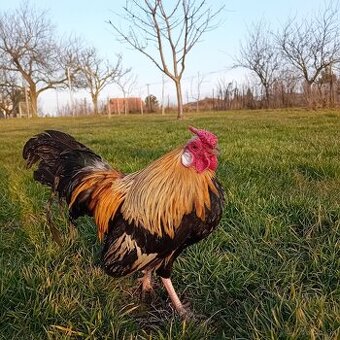 Oranžovokrké bantamky