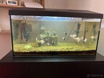Predam komplet zariadené  akvárium aj rybičky