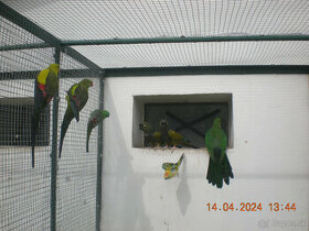 Papagaj patagonsky