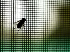 Okenné sieťky proti hmyzu na mieru