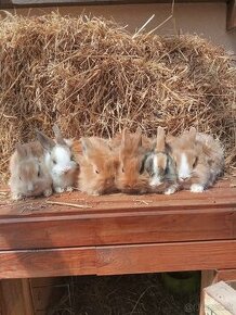 Mini zajaciky, zakrsle zajaciky