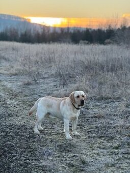 Labrador s PP krytie