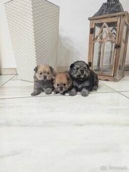 Špic typ pomeranian