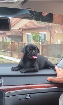 Mops