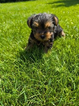 Yorkshire terrier