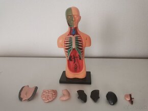 Model ľudského tela