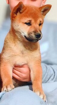 Shiba inu